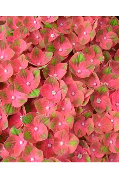 Гортензія Рембрандт Россо Глорі купити 